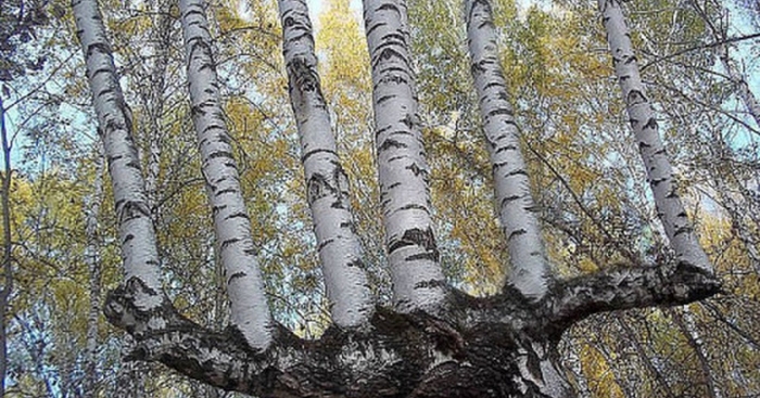 Береза ствол