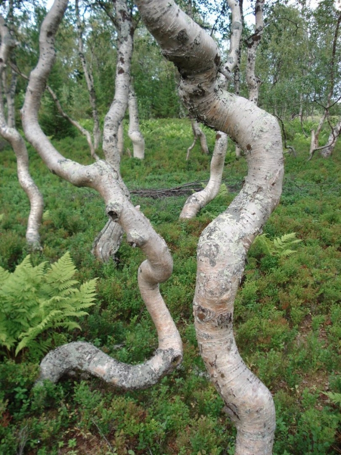 Карельская береза дерево