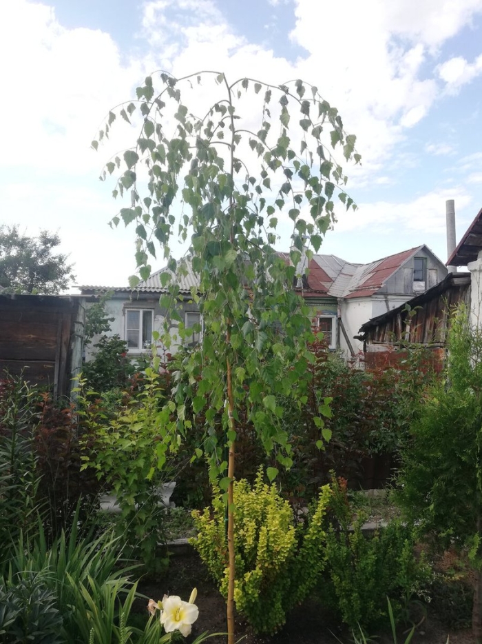 Береза повислая юнги