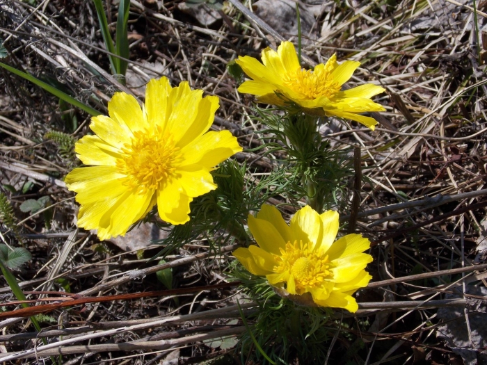 Горицвет весенний