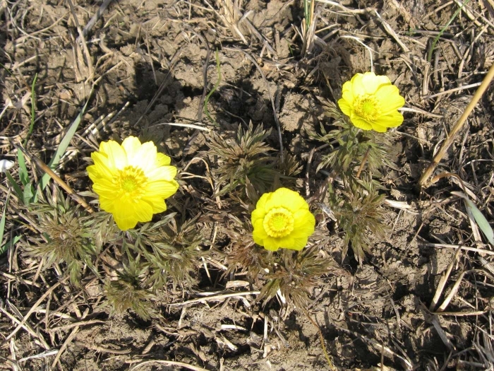 Стародубка адонис весенний