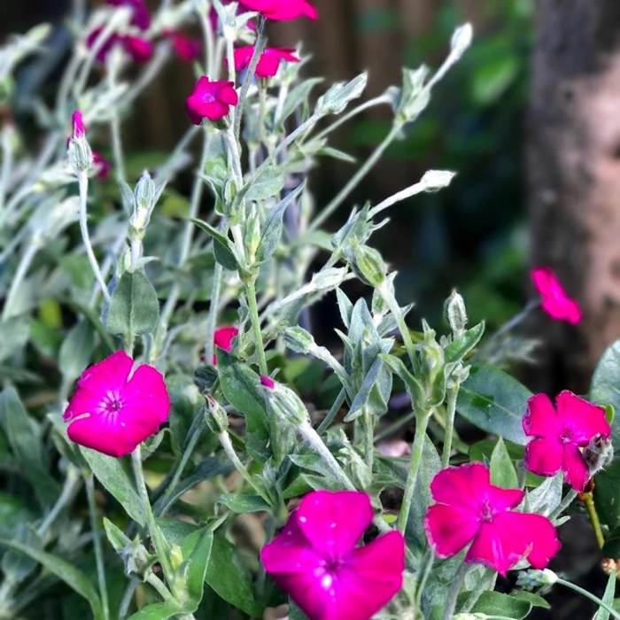 Лихнис корончатый