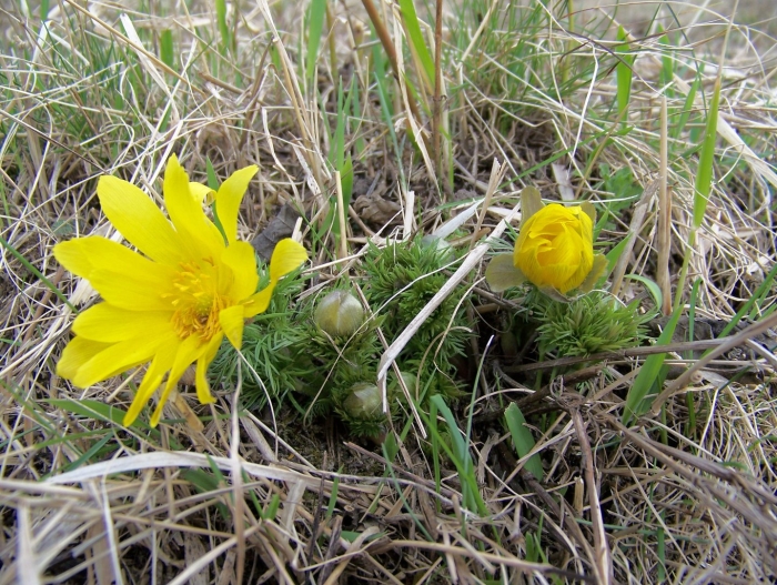 Адонис весенний горицвет