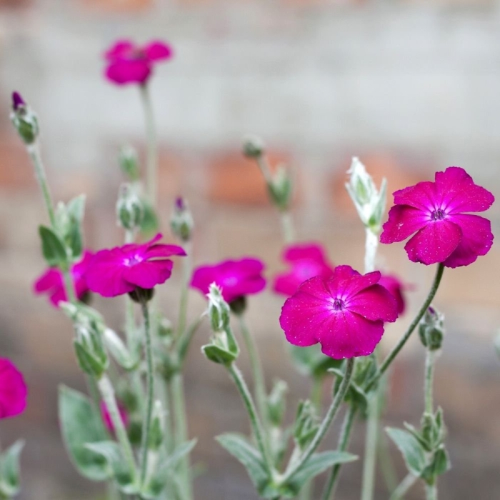Lychnis coronaria
