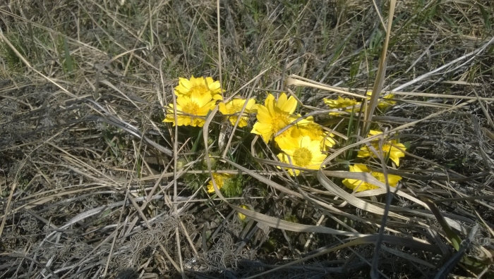 Адонис весенний