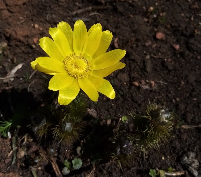 Адонис весенний горицвет