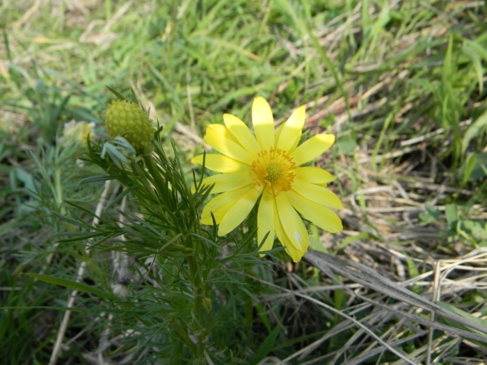 Горицвет сибирский