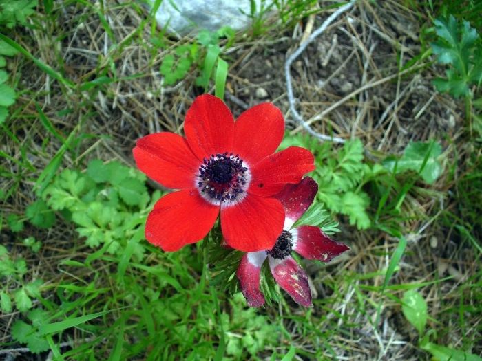 Анемона hollandia