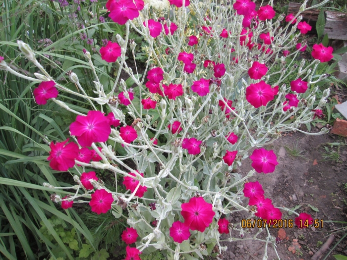 Лихнис корончатый многолетний