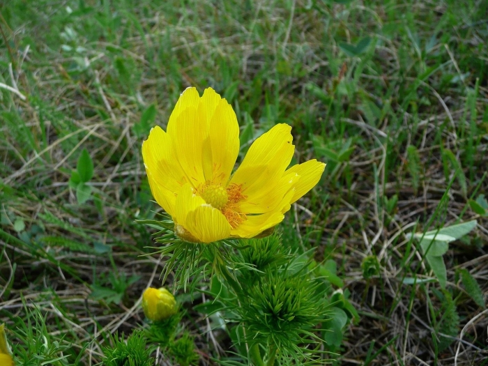 Горицвет амурский весенний лучик