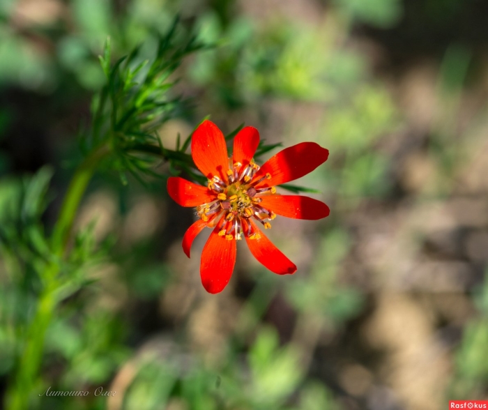 Адонис (горицвет) пламенный