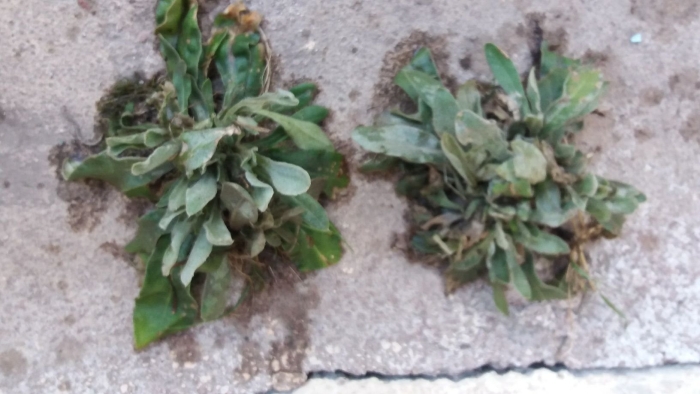 Вайда красильная