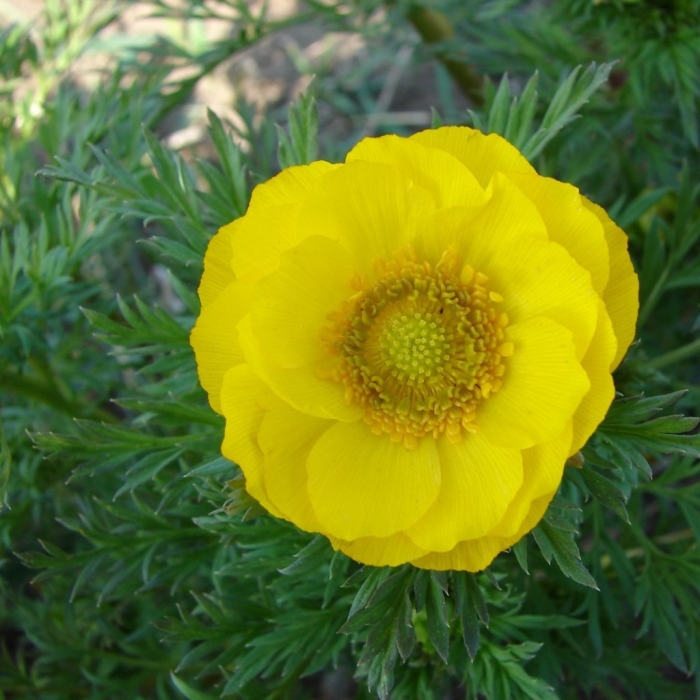 Адонис стародубка