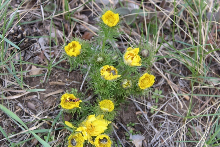 Адонис весенний