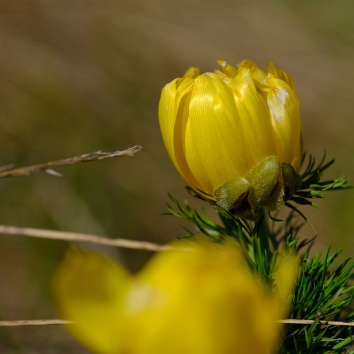 Адонис растение