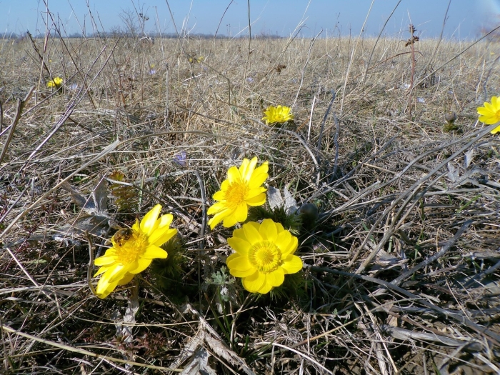 Адонис горицвет амурский