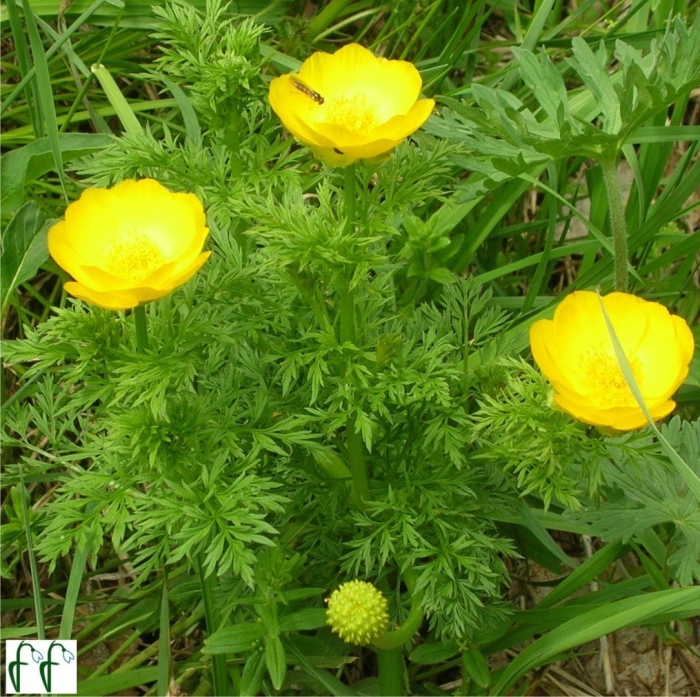 Адонис садовый многолетний