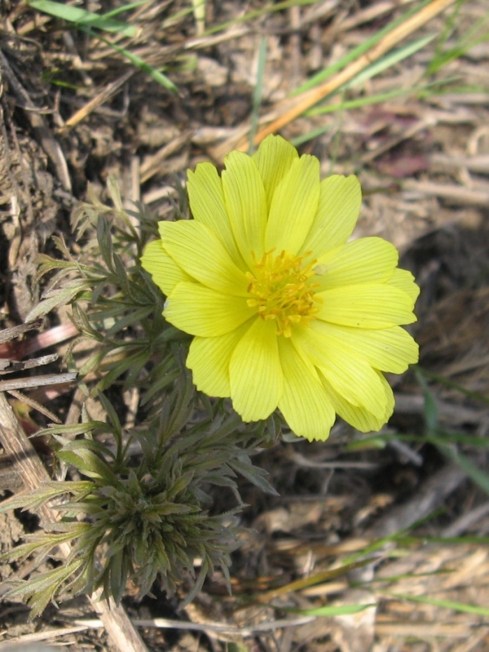 Первоцвет адонис весенний