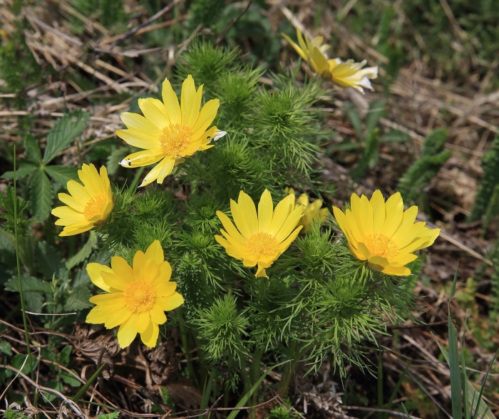 Адонис весенний горицвет