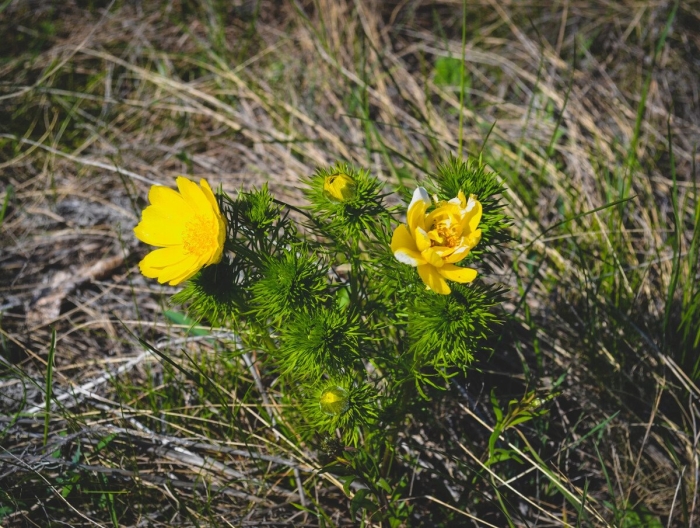 Адонис весенний горицвет