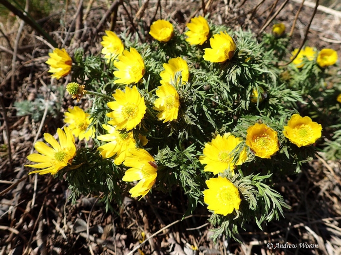 Адонис весенний горицвет