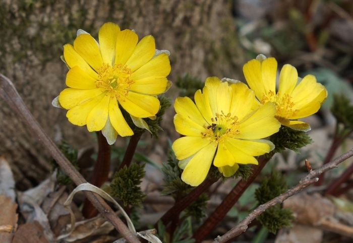 Адонис амурский