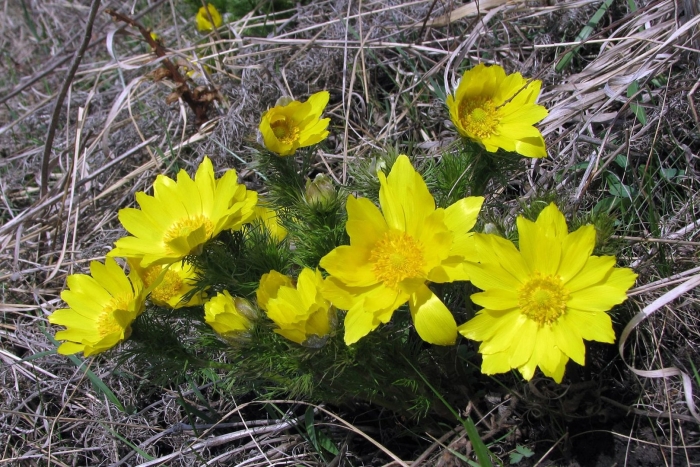 Адонис весенний горицвет
