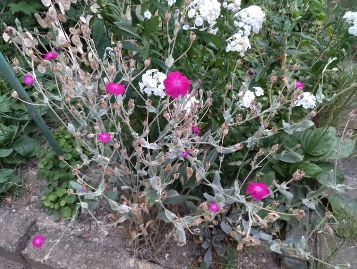 Лихнис корончатый