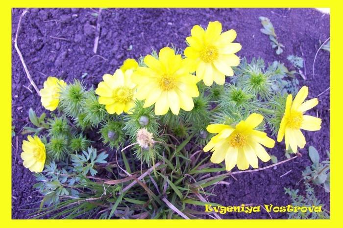 Адонис весенний (горицвет весенний)