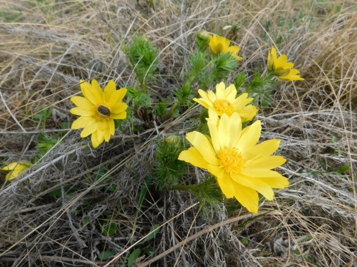 Адонис весенний горицвет