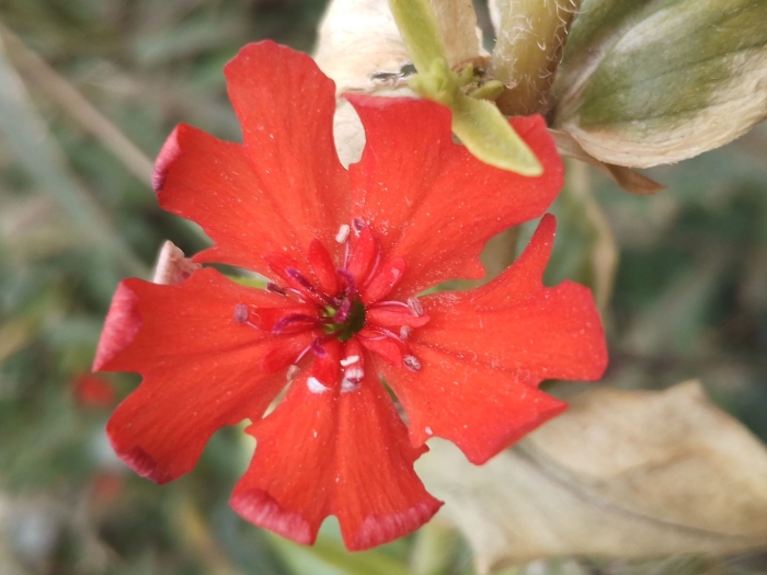 Лихнис халцедонский зорька