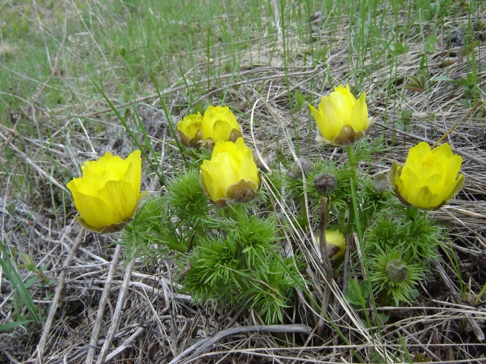 Adonis vernalis