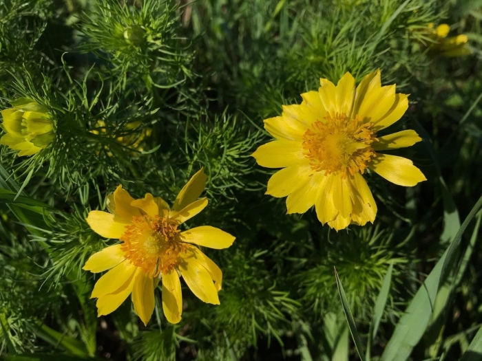 Адонис стародубка растение