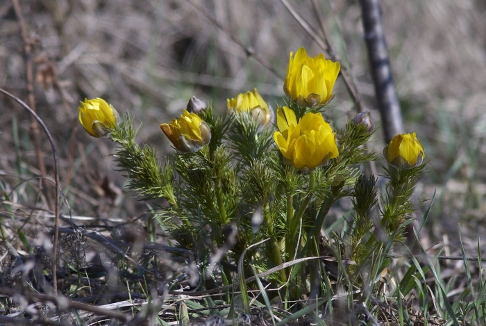 Горицвет амурский