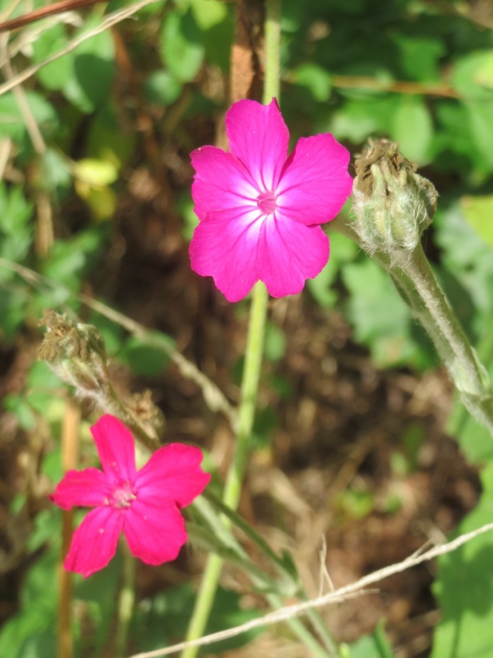 Lychnis coronaria