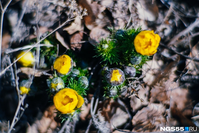 Адонис весенний горицвет