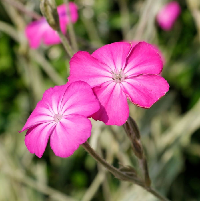 Горицвет кожистый смолевка