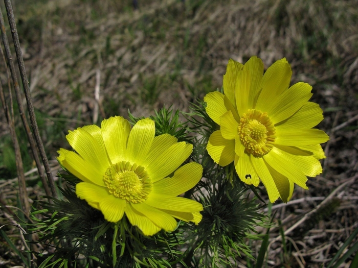 Адонис весенний (горицвет весенний)
