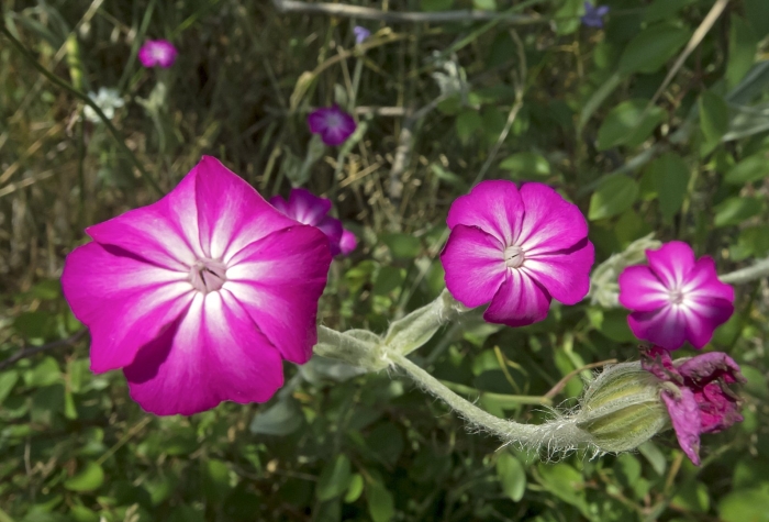 Silene coronaria горицвет
