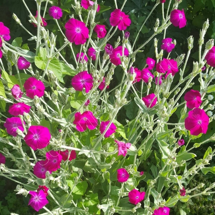 Зорька лихнис корончатый