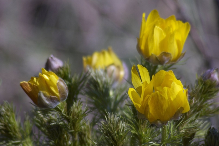 Адонис весенний горицвет