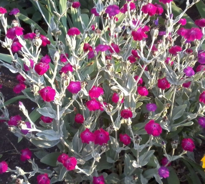 Лихнис корончатый