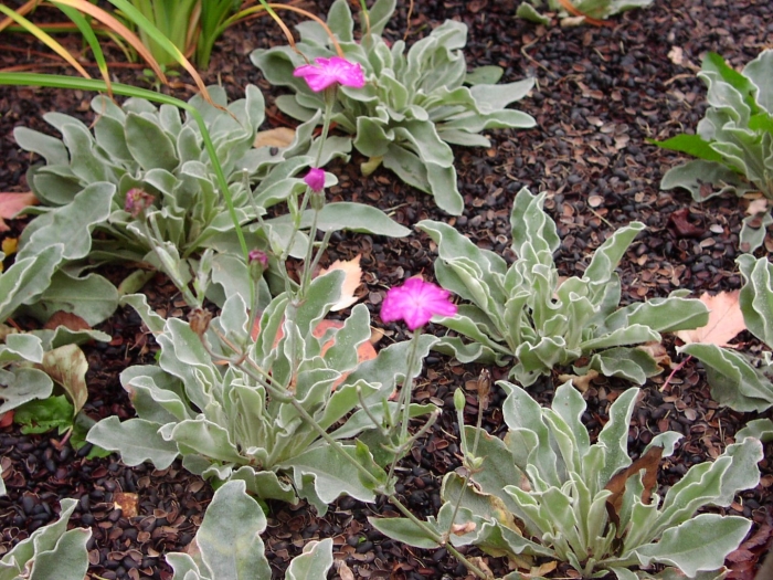 Лихнис корончатый