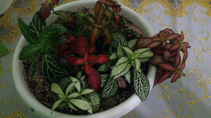 Фиттония уход в домашних условиях