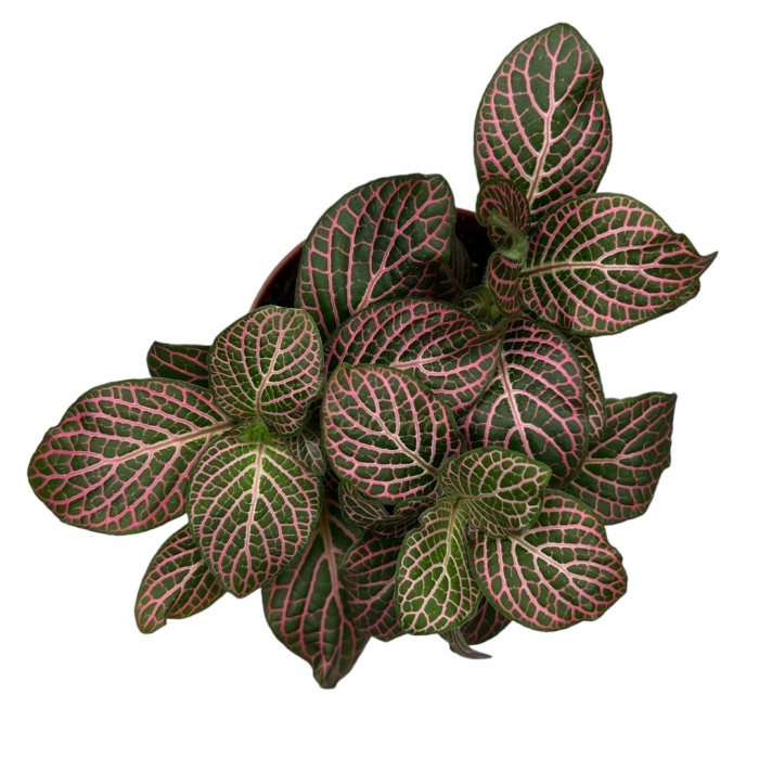 Фиттония микс