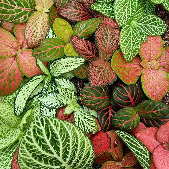 Фиттония цветок