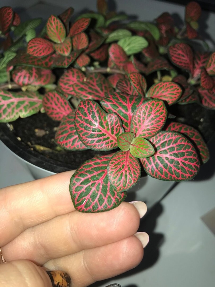 Фиттония уход в домашних условиях