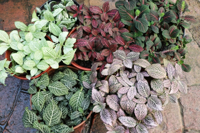 Фиттония микс