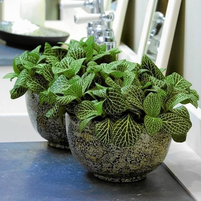 Фиттония уход в домашних условиях