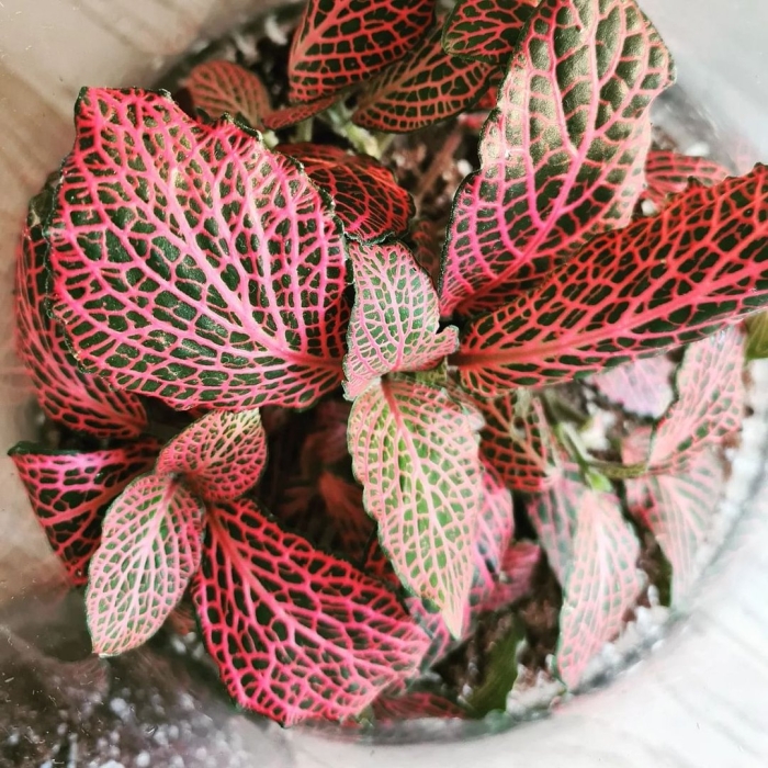 Фиттония цветок уход в домашних условиях